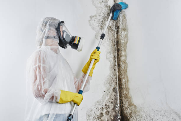 Best Mold Removal Company Near Me  in Crystal Lake, IL