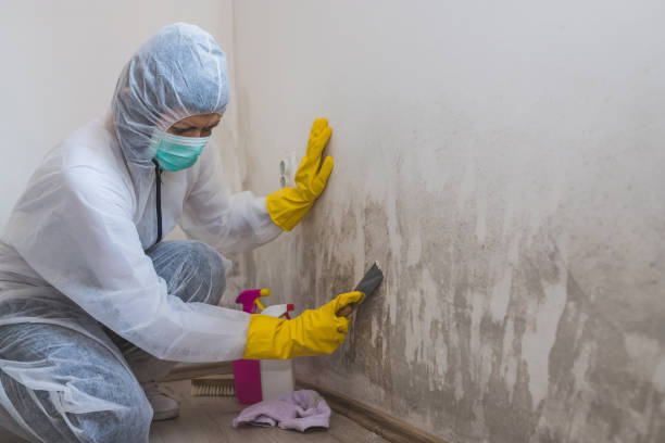 Best Commercial Mold Removal  in Crystal Lake, IL