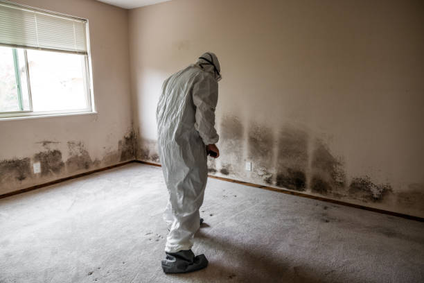 Reliable Crystal Lake, IL Mold Removal Solutions