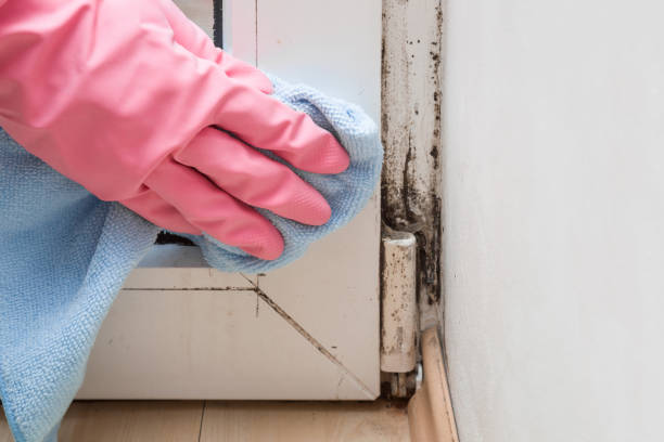Best Black Mold Removal  in Crystal Lake, IL
